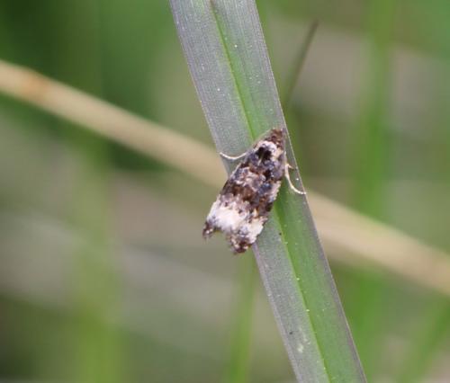 Endothenia sp.